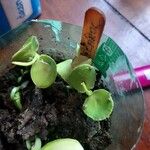 Eichhornia crassipes Deilen