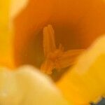 Crocus chrysanthus Flor