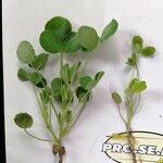 Medicago scutellata Hoja
