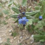 Anchusa thessala Kukka