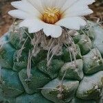 Strombocactus disciformis Celota