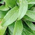 Digitalis thapsi Liść