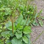 Plantago major Hábito