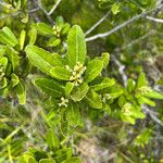 Cloezia floribunda Λουλούδι