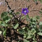 Phacelia parryi Hábito