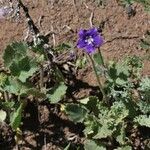 Phacelia parryi Агульны выгляд