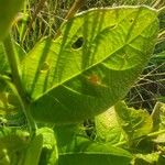 Combretum molle Leaf