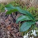 Aerangis mystacidii Blatt