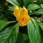 Impatiens auricoma Blomst