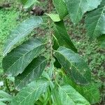Maclura tinctoria 葉