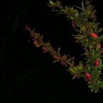 Berberis everestiana Habit