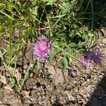 Centaurea jaceaFiore