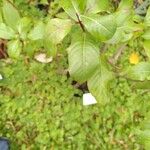 Fuchsia arborescens Hoja