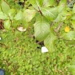 Fuchsia arborescens Folio