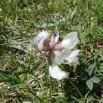 Astragalus australis Fiore