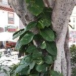 Epipremnum aureum Hoja