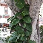 Epipremnum aureum Листок