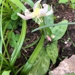 Erythronium californicum Květ