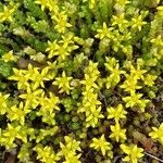 Sedum acre Агульны выгляд