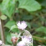 Cyrtocymura scorpioides Flower