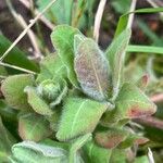 Euphorbia hirsuta Leaf