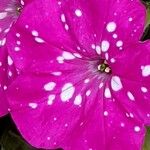 Petunia × atkinsiana Flor