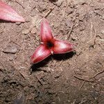 Annona ambotay Floare