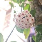 Hoya carnosa Flower