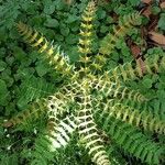 Berberis japonica Leaf