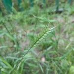 Agropyron cristatum 花