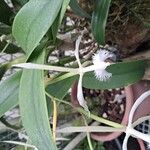 Epidendrum ciliare Çiçek