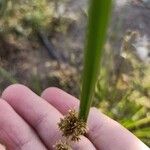 Cyperus difformis Квітка