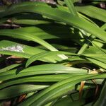 Crinum × powellii Leaf