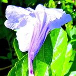 Ruellia tuberosa फूल