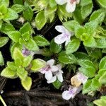 Clinopodium nubigenum Leaf