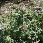 Phacelia hydrophylloides Habitat