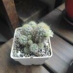 Mammillaria prolifera List