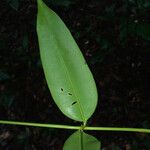 Qualea rosea Hoja