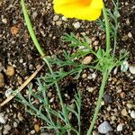 Papaver aculeatum