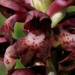Anacamptis coriophora Flor