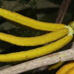 Cecropia insignis Corteza