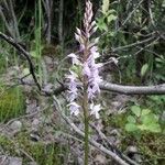 Dactylorhiza fuchsiiKvět