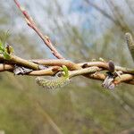 Salix sitchensis Kôra