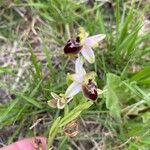 Ophrys arachnitiformis Çiçek