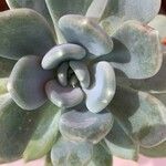 Pachyphytum bracteosum পাতা