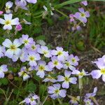 Malcolmia maritima Kvet