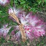 Calliandra brevipes Fruto