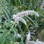 Mentha longifolia Floare