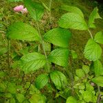 Rosa setigera 葉