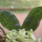 Rhipidoglossum paucifolium Leaf